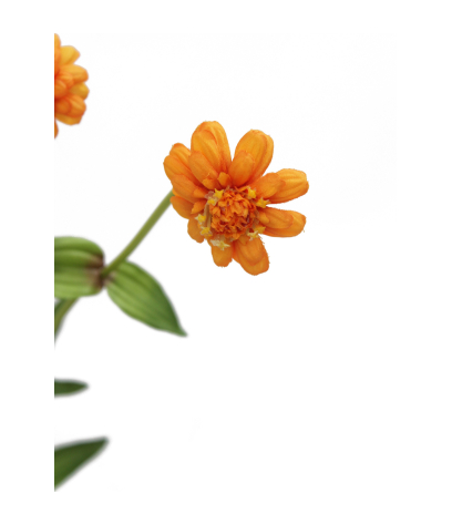Zinnia artificiel orange