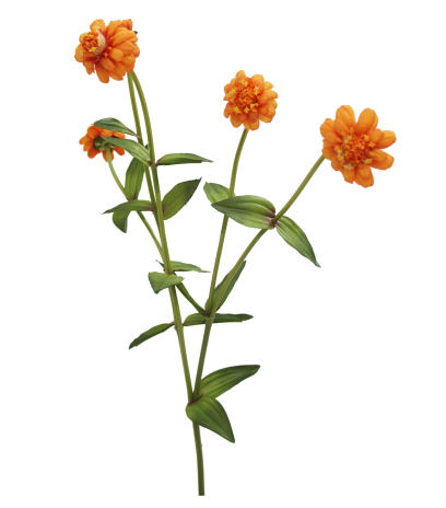 Zinnia artificiel orange