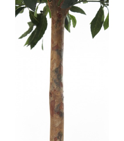 Laurier d'Apollon artificiel