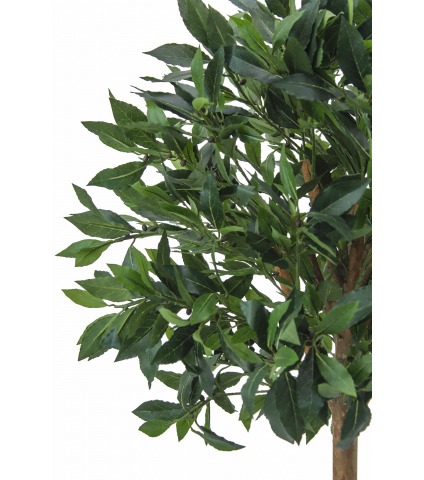 Laurier d'Apollon artificiel