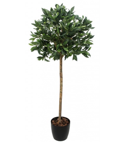 Laurier d'Apollon artificiel