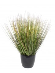 Herbe des prairies artificielle