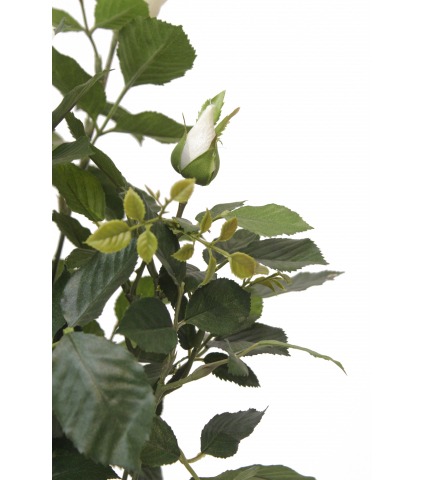 Rosier artificiel blanc