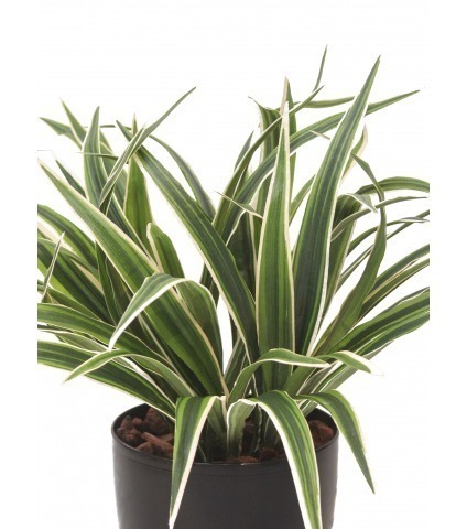 Chlorophytum artificiel buisson
