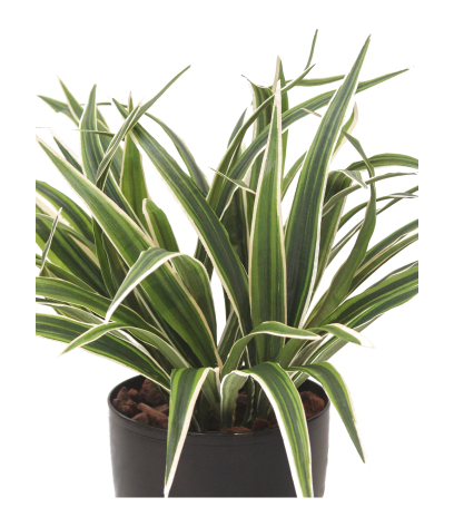Chlorophytum artificiel buisson