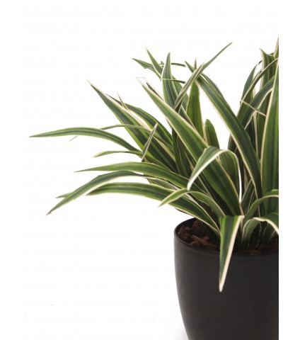 Chlorophytum artificiel buisson