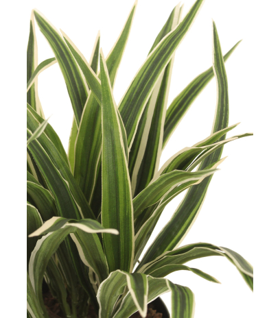 Chlorophytum artificiel buisson