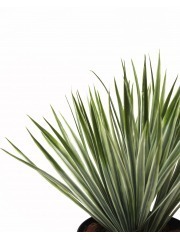 Yucca artificiel vert panaché