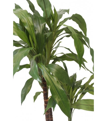 Dracena artificiel marginata