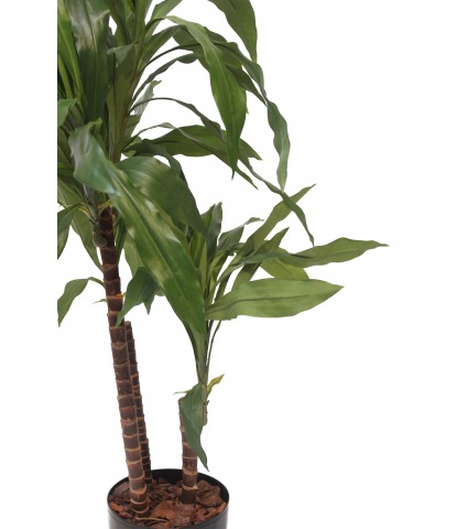 Dracena artificiel marginata