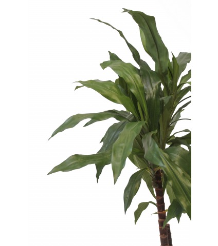 Dracena artificiel marginata