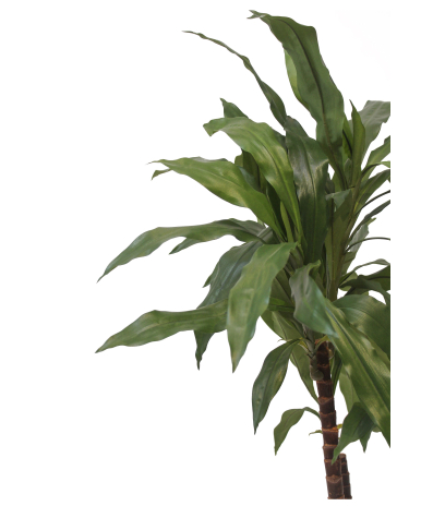 Dracena artificiel marginata