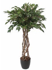 Ficus artificiel tressé