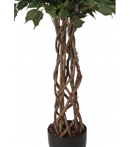 Ficus artificiel tressé