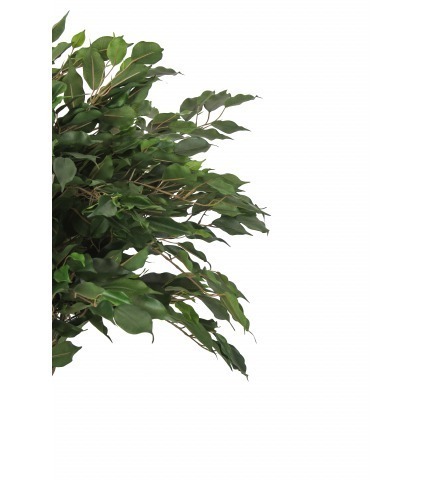Ficus artificiel tressé