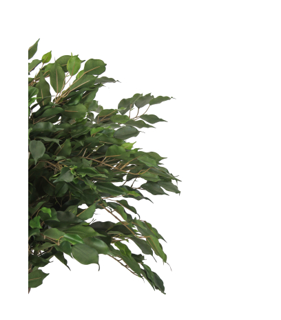 Ficus artificiel tressé