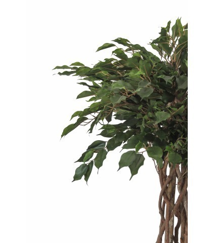 Ficus artificiel tressé