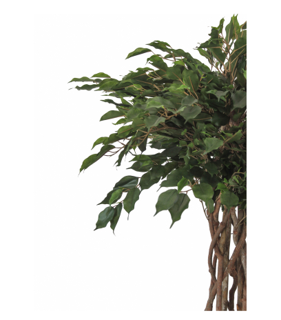 Ficus artificiel tressé