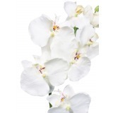 Phalaenopsis artificiel blanc