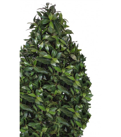 Laurier artificiel topiaire