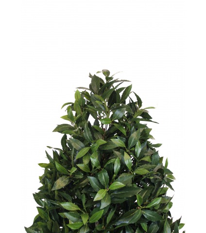 Laurier artificiel topiaire