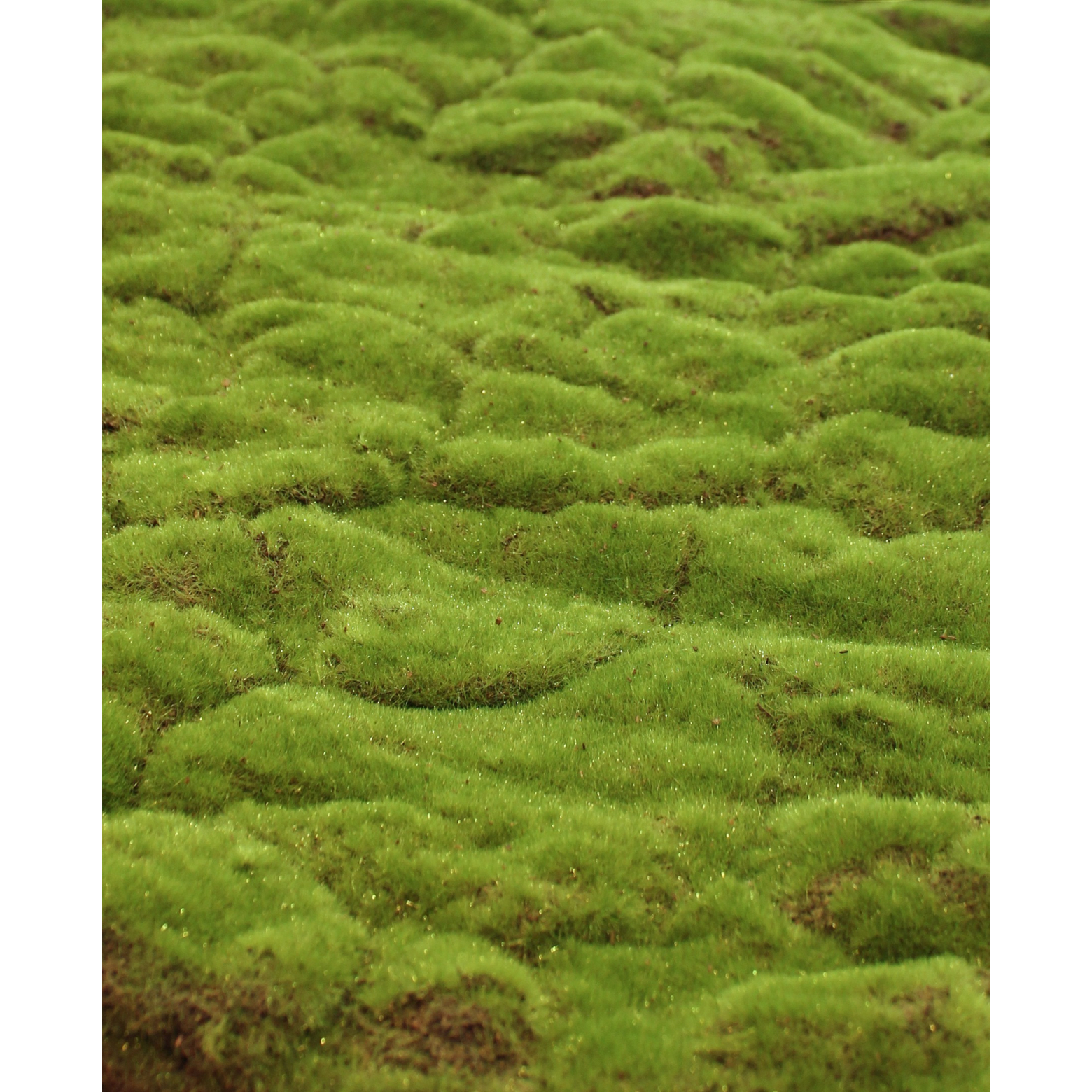 Mousse Artificielle Décorative - 100g (vert Foncé + Vert Clair) - Pour Maquettes, Terrariums, Aquariums, Décoration DIY - 11