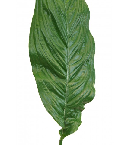 Feuille de spathiphyllum artificielle