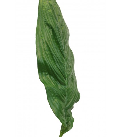 Feuille de spathiphyllum artificielle