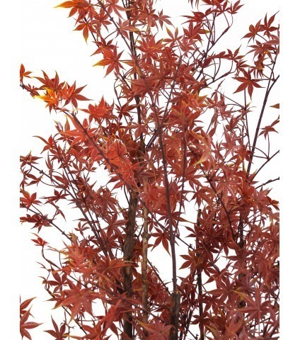 Erable du Japon artificiel
