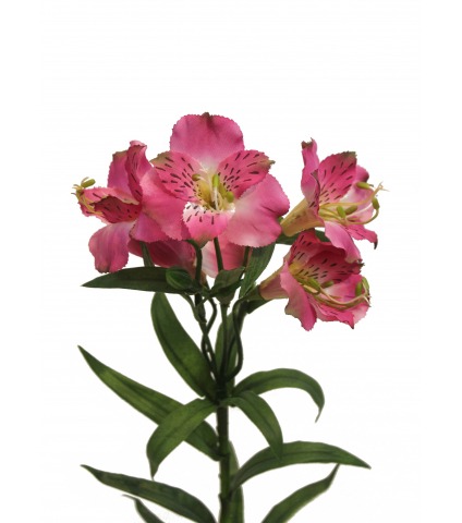 Alstroemère artificielle