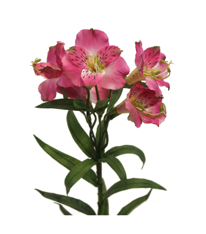 Alstroemère artificielle
