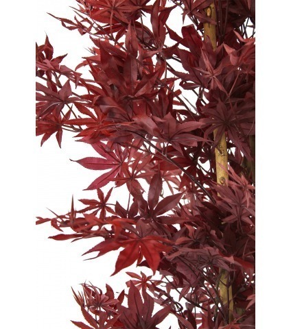 Erable pourpe artificiel