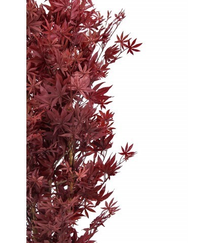 Erable pourpe artificiel