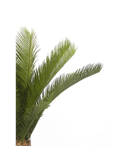 Cycas artificiel sur tronc