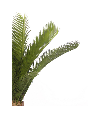Cycas artificiel sur tronc