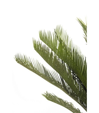 Cycas artificiel sur tronc