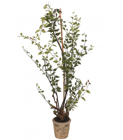 Chèvrefeuille articiel