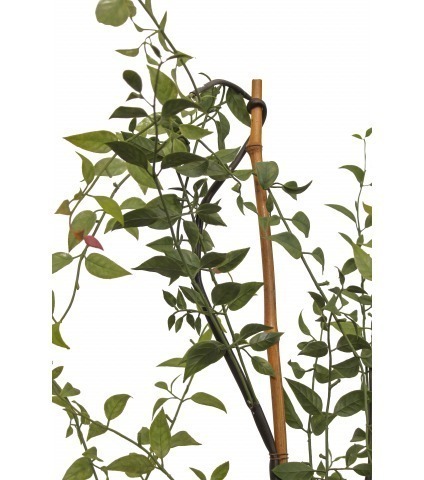 Chèvrefeuille articiel