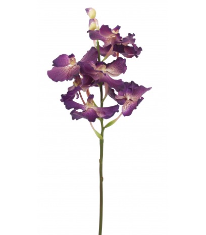 Vanda artificielle violette