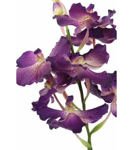 Vanda artificielle violette