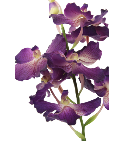 Vanda artificielle violette
