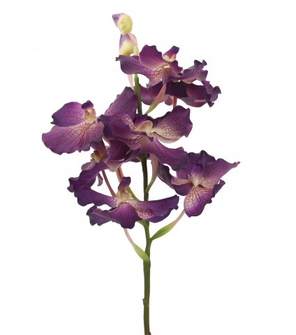 Vanda artificielle violette