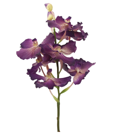 Vanda artificielle violette