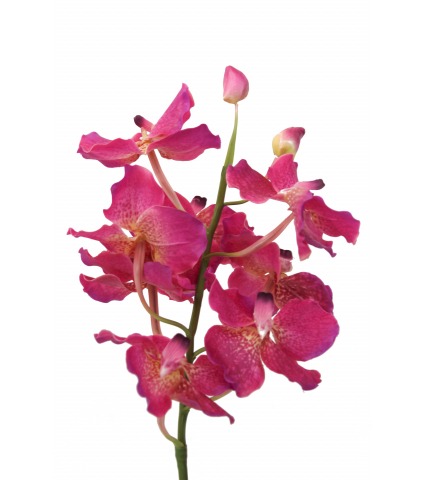 Vanda artificielle rose