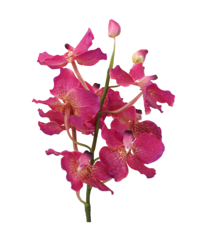 Vanda artificielle rose
