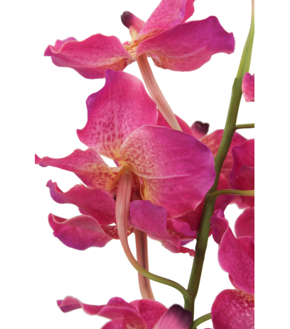Vanda artificielle rose