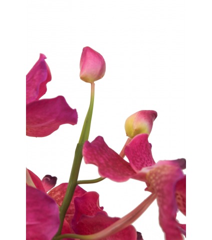 Vanda artificielle rose