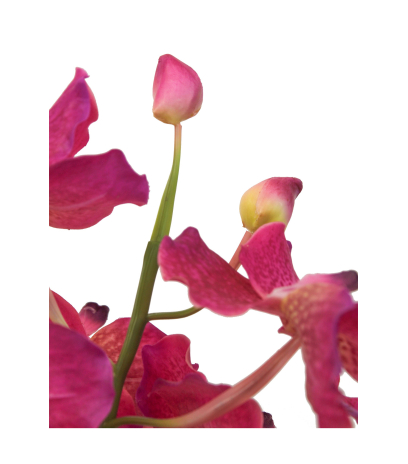 Vanda artificielle rose