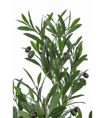 Olivier andalou artificiel