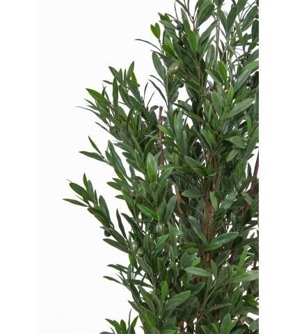 Olivier andalou artificiel